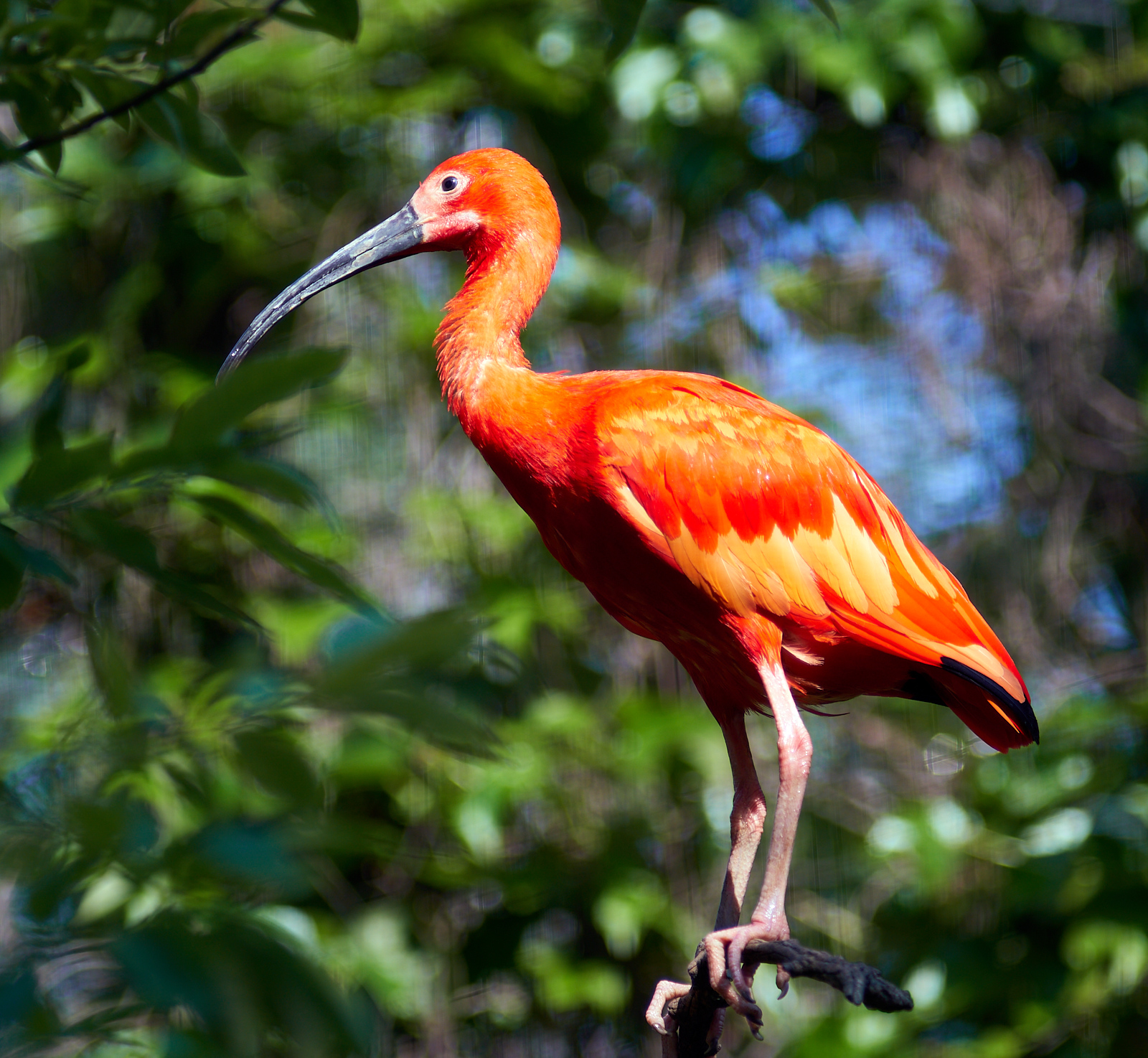  Ibis 
